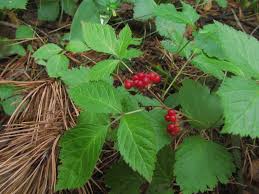 Image result for Rubus kirungensis