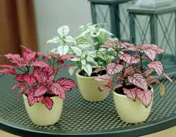 Indoor splash plants usually come in small pots. Hypoestes Phyllostachya Polka Dot Plant Foliage Plants