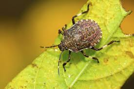 Call abarb pest services for pest control in morris county. Stink Bug Trap Morris County Stink Bug Control Nj Stink Bug Extermination Service