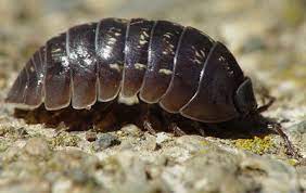 Watch for Early-Season Isopods | Integrated Crop Management