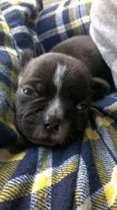 Will have first set of shots and dewormed. Pin On Puppies For Sale