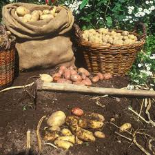 Erfahren sie, wann kartoffeln wirklich reif zum ernten sind. Kartoffeln Ernten Und Einlagern Manufactum Gartenjahr
