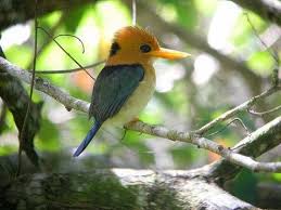Birds That Start With Letter A 10 Fascinating Birds That Start With The Letter Y Kingfisher Kingfisher Bird Beautiful Birds
