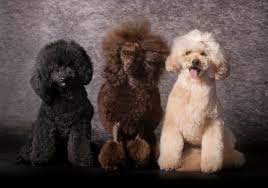 Poodle Colors 12 Amazing Color Variations From Common To Rare