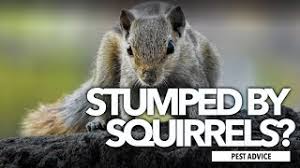 Check spelling or type a new query. Pest Advice For Controlling Grey Squirrels