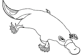 Duck Billed Platypus Coloring Page Drawings Platypus Coloring Pages