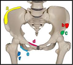 You may need to spend a few weeks on. Acute Avulsion Of The Iliac Crest Apophysis In An Adolescent Indoor Soccer