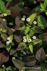 Image result for Lippia woodii