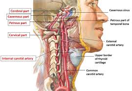 A large artery that arises on each side of the neck, the common carotid artery is the primary source of oxygenated blood for the head and neck. Internal Carotid Artery Course Branches Anatomyqa