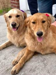 Golden Retrievers Of Savannah