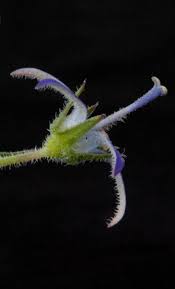 It goes slightly dormant in winter looking a bit untidy, but remains green. Wahlenbergia Schrad Ex Roth Plants Of The World Online Kew Science