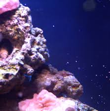 Maybe you would like to learn more about one of these? Silver Pearl Balls On Lps Frag Coral Forum Nano Reef Community