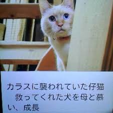 プラネマン便り３ カラスに襲われていた仔猫 救ってくれた犬を母と慕い成長
