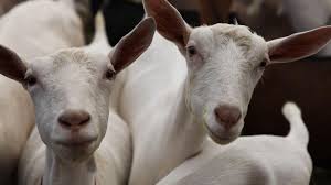 Lucky goat shot for the pleasure of a lady. Episodes Cbc Docs Pov
