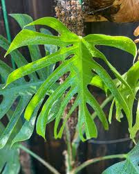 Image result for Mostuea