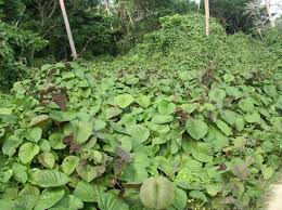 Image result for Merremia emarginata