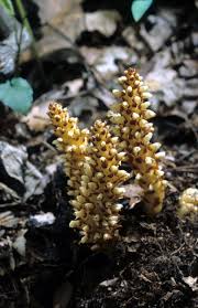 Image result for Orobanchaceae