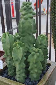 First one must look at how and i want the plant to set on top of the potting mix, this allows the roots to go down to get moisture with out the plant setting in wet soil. 67 Cactus Ideas In 2021 Cactus Cacti And Succulents Planting Succulents