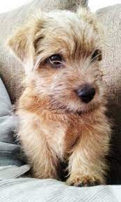 My Precious Norfolk Terrier Manu Pitbull Terrier Norfolk Terrier Terrier
