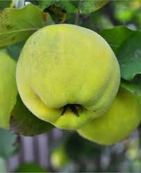 The fruit looks like an irregularly shaped pear or apple with a very tough flesh. Karp S Sweet Quince In 2021 Quince Fruit Tree Quince Quince Fruit