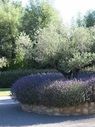 Provence Lavender The Alpilles Mountains And Ice Cream Vicki Archer Olive Trees Garden Olive Trees Landscape Garden Trees