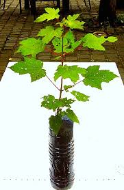 Maple trees buying & growing guide. Young Maple Trees Growing In A Plastic Bottle Willem Container Gardening