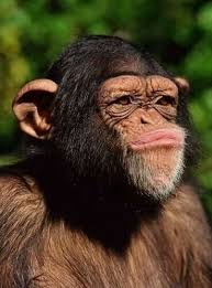 Face Expression Monkeys Funny Animals Beautiful Funny Animals