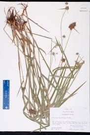 Image result for Fuirena microcarpa