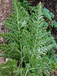 Image result for Asplenium adiantum-nigrum