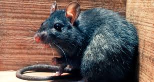 Bubonic plague is caused by the bacterium yersinia pestis, but it may. Bubonic Plague Was A Serial Visitor In European Middle Ages Science News