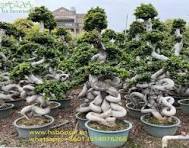Dragon Shape Ficus Microcarpa Bonsai Landscaping Tree ...
