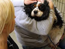 Check spelling or type a new query. Rescued Indiana Dogs Recovering At Shelter