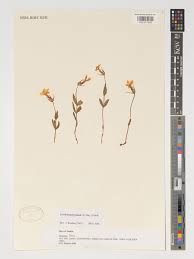 Image result for Exochaenium platypterum