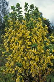 Image result for Laburnum