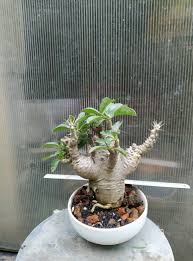 Image result for Pachypodium saundersii