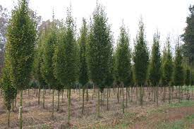 Columnar Hornbeam Backyard Trees Hornbeam Tree Landscaping Around Trees