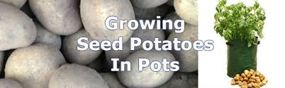 Pots at least 9 inches diameter (or plastic buckets with drainage made in the bottom), a bag of seed compost or compost from your compost bin, seed potatoes of your choice. How To Grow Potatoes In A Bag Step By Step Guide Pyracantha Co Uk