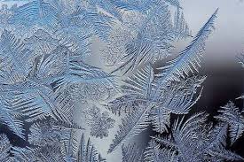 Image result for nature tree shell fractal