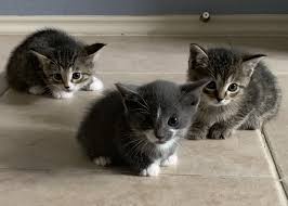 Image result for kittens