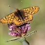 Sweden Advances Nature Conservation with New Reserve and Invasive Species Regulation