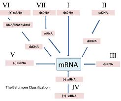 There is no evidence that viruses possess a common ancestor or are in any way nevertheless, classification along the lines of the linnean system into families, genera, and species has been utilized. Virus Classification Wikidoc