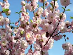 Things to do near flowering almond spa. Flowering Almond Standard Knippel Garden Centre