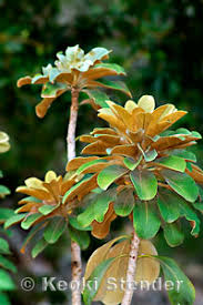 Image result for Pittosporaceae