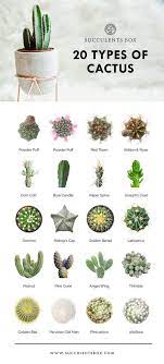 Cephalocereus senilis is well known as the old man cactus, and fulfills one of the commonest prejudices against cacti in that it. 20 Types Of Cactus Plants Home Natural Designs Time Honored Cactus Types Types Of Cactus Plants Cactus Plants