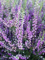 Image result for Calluna vulgaris