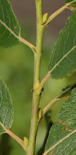 Image result for Goat Willow