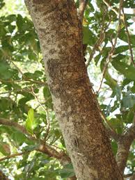 Image result for Xylia africana