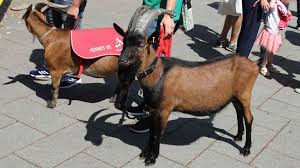 It is the reserve team of german association football club 1. Hennes Ubergibt Sein Amt Hennes Der Ix Offiziell Vorgestellt Geissblog Koeln