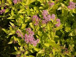 Image result for spirea japonica gold princess