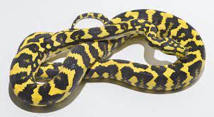 Teppichpythons / morelia spilota ssb.0,1 zebra het snow cb20181,0 caramel zebra het axanthic cb2016 1,0 german bloodline zebra cb2019 Teppichpython Unterarten Morelia Spilota Komplex